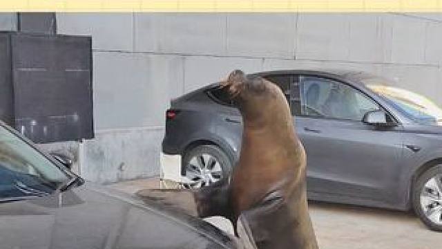 看得出来双方都很委屈 #海狮 #搞笑 #占车位 #万万没想到 #看一遍笑一遍