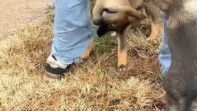 小马犬很皮的[捂脸]