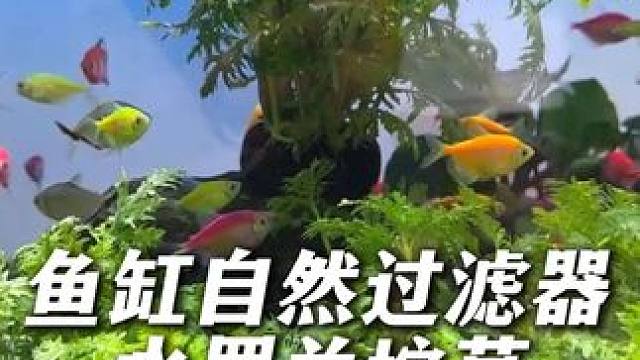 水罗兰坨草，植株茂密，能增氧能净水能造景，能给鱼儿提供遮蔽！ #水罗兰水草 #水草 #鱼缸造景 #水