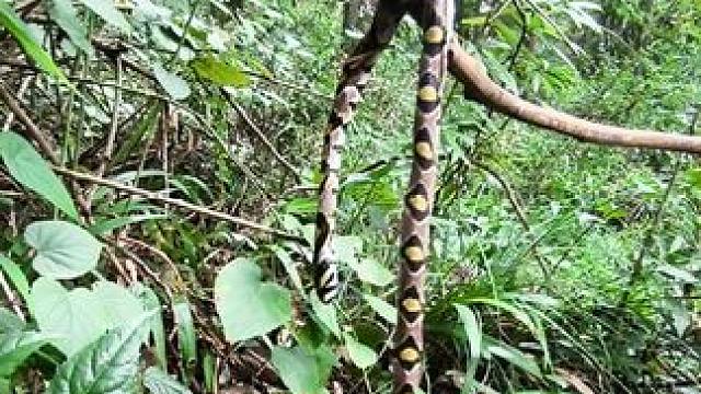 大山里面拍视频遇到了蛇吞象，有大王蛇的地方十里无毒蛇 #王锦蛇 #蛇吞蛇 #户外