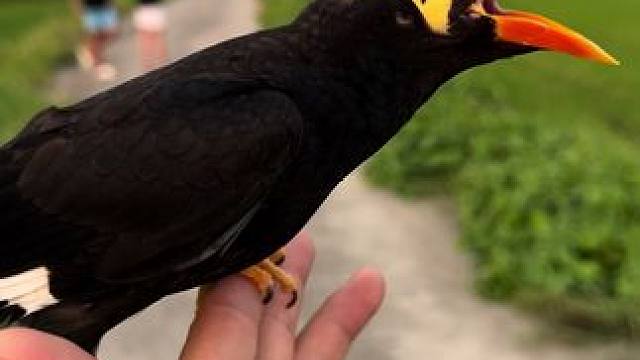 半个多月没飞了，还好没反野！#万物有灵 #保护鸟类