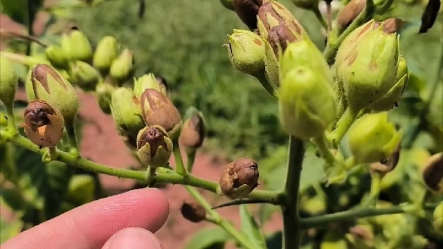 你见过川西霸烟叶的种子吗？原来烟叶种子成熟期并不一致，需要采摘成熟的果子，才能保证发芽率，让我们一起