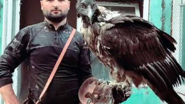 宠物胡兀鹫连续生吞两根大骨头 #国外视频分享 #奇妙的动物 #宠物