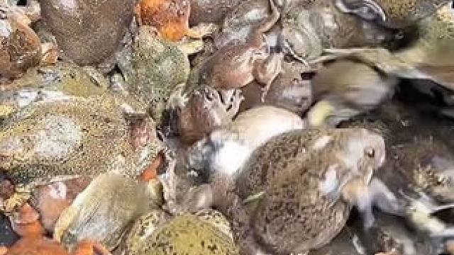 我的晚饭 #美食 #户外美食 #泰国美食 #内容启发搜索