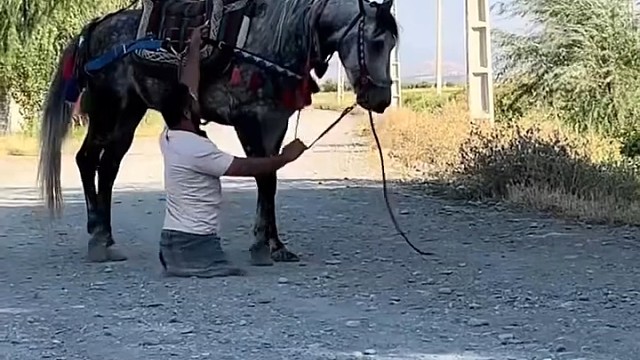 训练让它卧下上马