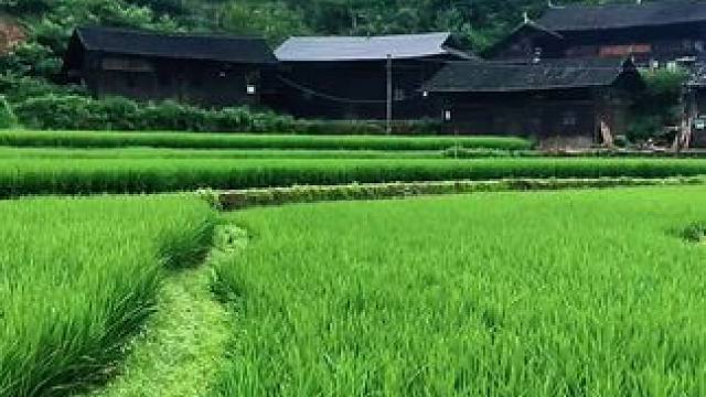 阿哥，天气越来越热，在挣生活费的路上一定要好好照顾自己，风雨由天，保重身体，健康永远第一！
阿妹在深
