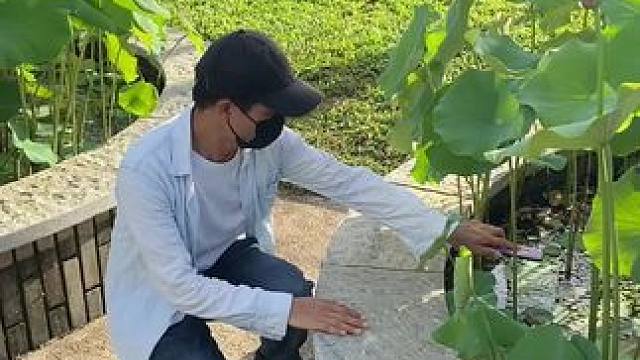 看到荷花试试这样拍太美了#手机摄像 #拍摄技巧 #荷花 #治愈系 #治愈系风景