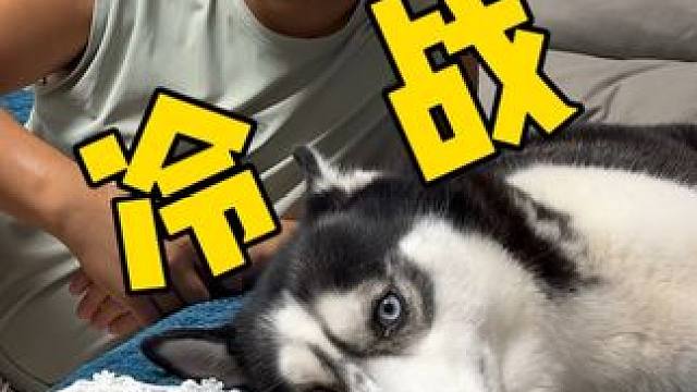 狗狗跟主人冷战死活不搭理主人，当主人拿出火腿后，大家千万别笑 #我和我的狗 #动物的迷惑行为 #萌宠