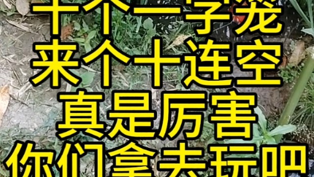 自己做一字笼来稻田抓鳝鱼，来看看能抓多少