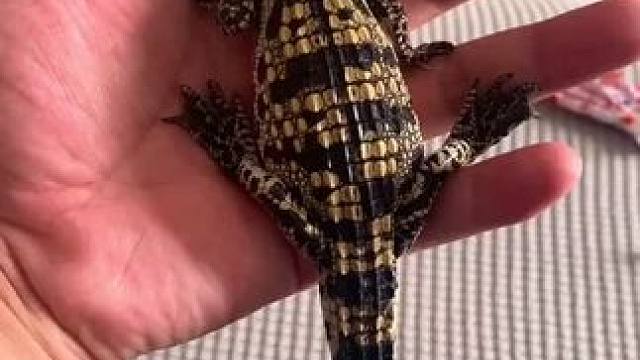 #养宠进阶指南 #创作者中心 #创作灵感 #小鳄鱼苗