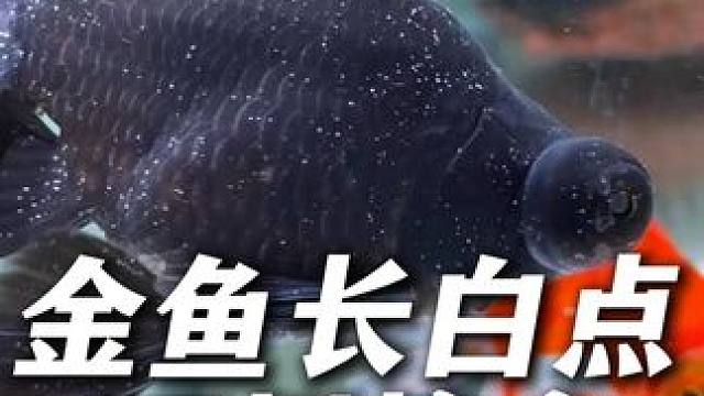 金鱼长白点别怕，升温加盐两招搞定，原理我视频里说的很清楚！ #白点 #金鱼 #新手养鱼 #养鱼日记 