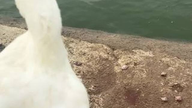 2.0涡轮增鸭动力太弱……