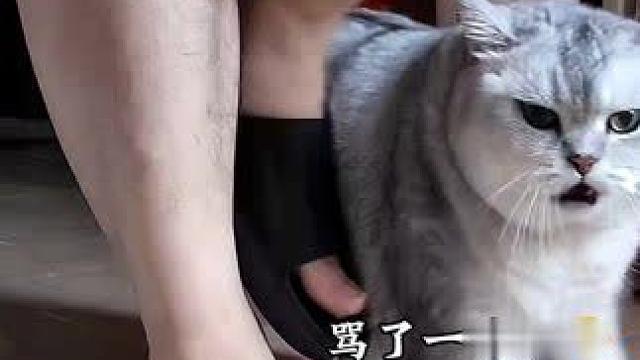 今天铲屎官睡懒觉起晚了，被阿b骂了一路哈哈哈哈 #监控下的一幕 #小猫vlog #自律小猫 #记录猫