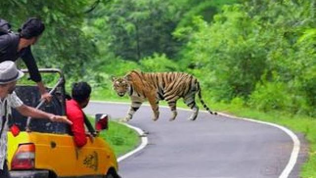 印度四名男子作死，徒步穿越原始丛林，被野人老虎盯上全村吃席 #印度原始丛林 #印度无人区 #孟加拉虎