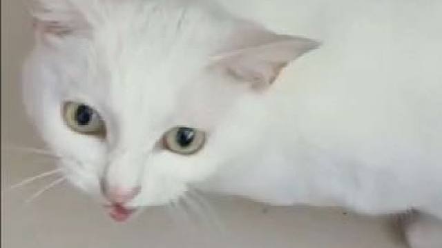 ？？#猫咪的迷惑行为 #猫咪是弱智