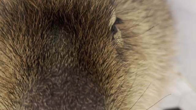 卡皮巴拉展览出租，商场卡皮巴拉展览