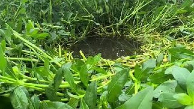 这草洞怎么样#钓鱼的乐趣只有钓鱼人懂 #钓鱼 #钓鱼人就是这么疯狂 #钓鱼技巧 #钓鱼那些事