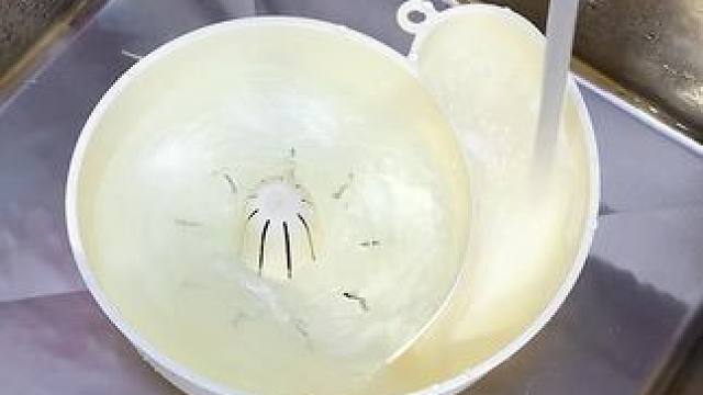 蜗牛自动清洗篮 有了它，以后洗水果可就太方便了，自动洗干净还能自动沥水，#沥水篮  #厨房好物  #