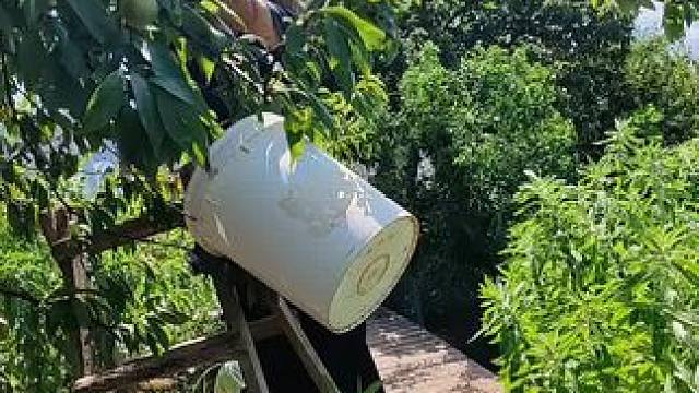 #新鲜采摘 #快来一起尝个鲜