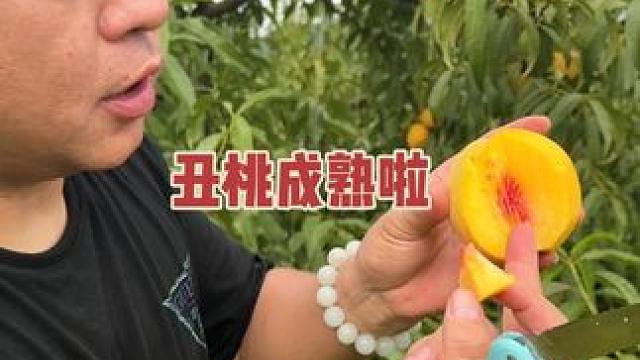 #丑桃 #黄桃 ，村里今年的丑桃成熟啦