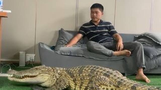 鳄哥哥我坐会不影响你吧#非专业人士请勿模仿