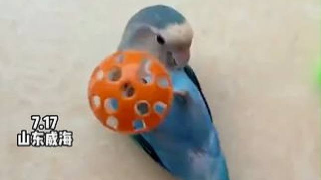 小小鹦鹉展示杂技绝活  鸟:你们觉得我厉害吗~  网友:拒绝不了动物硬要表演