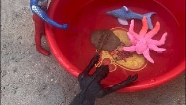 贝利亚竟然欺负格丽乔奥特曼的海洋生物#奥特曼玩具 #儿童玩具 #奥特曼