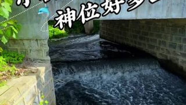 小桥 神位好多鱼 #钓鱼#野钓#钓鱼日记#野河野钓#老坛甜薯