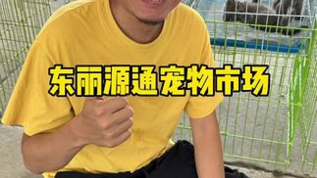 东丽区也有自己的宠物市集了#宠物 #宠物市集 #夜市 #宠物展 #东丽