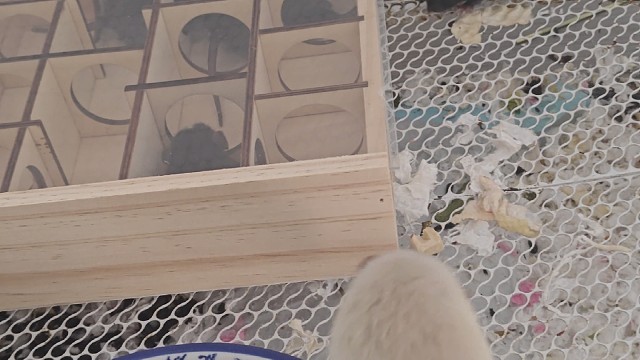 房子小了过几天换大的