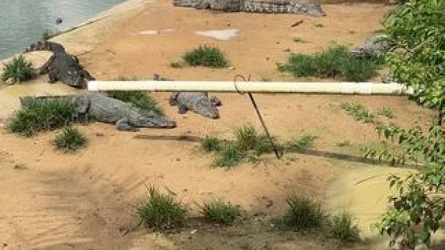 功夫鸡起飞失败……