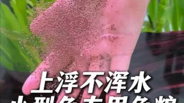 这个小型鱼的专用鱼粮是上浮型的，不污染底砂，小型鱼适口性好！ #喂鱼 #鱼粮 #观赏鱼 #小型观赏鱼