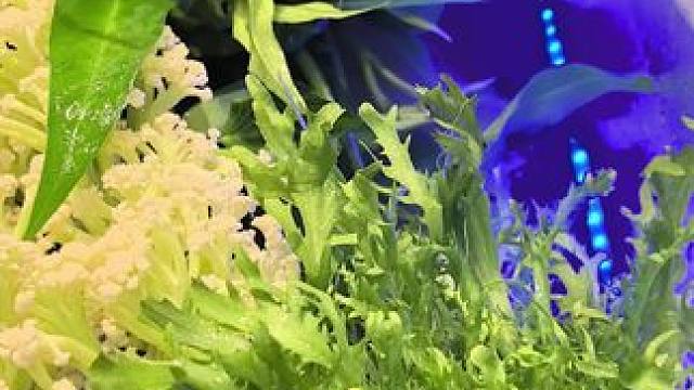 好的明档一定是鲜活的#美食#痛快滋味无可替代 #湘菜