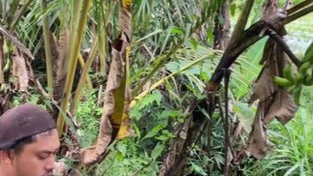 野菜哥 #我的乡村生活 #我的农村生活日常