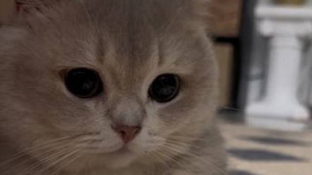 胖 大半夜还不睡吗#小猫日记