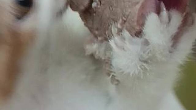 半斤的猫，吃一斤的肉#第三产业 #猫咪 #宠物