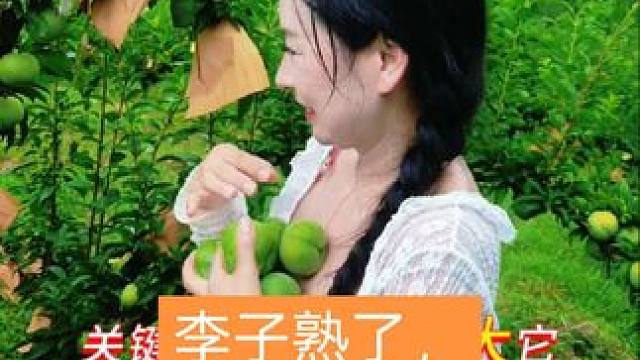 黄金奈李子熟了，赶紧去采摘，手慢无 