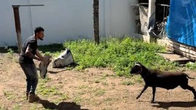 小伙被小羊顶的人仰马翻 #国外视频分享 #奇妙的动物 #宠物