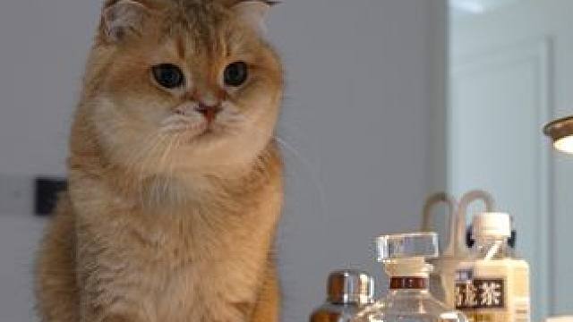 3分钟学会N种梅子酒喝法 覆盖了各种饮用场景和酒味接受度
独酌或者小聚，简易喝或者仪式感，清爽口或者