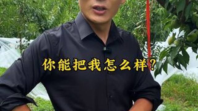 强迫症朋友对不起了！请关闭手机原音哈#李子熟了 #新鲜采摘 #应季水果 #助农水果 #强迫症
