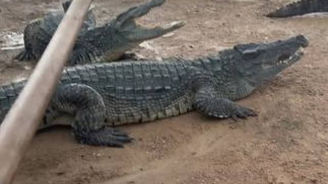 什么水中霸主一把铁锹轻松拿捏#非专业人士请勿模仿