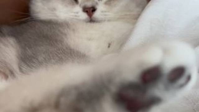 胖又挤在妈和沙发中间睡#小猫日记