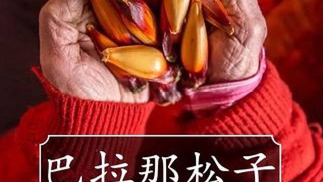 原来这就是恐龙时期的巴拉那松 #巴西松子 #松子