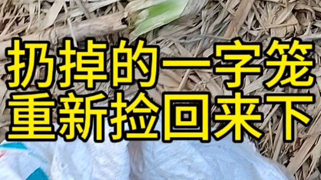 一字笼捡回去重新来稻田下看看这次能逮多少鳝鱼