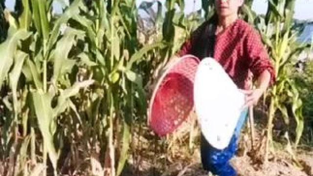 山卡卡里的农村大姐学费了开直播每天收获满满您还在恐播怕播不敢开播开播了不知说什么吗#记录真实生活 #