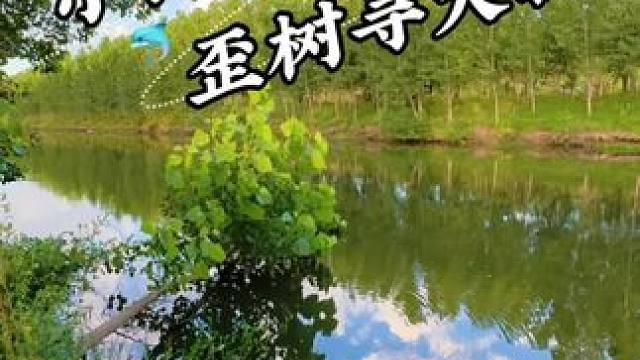 小沟 歪树寻大物 #钓鱼#我的钓鱼日记#野河野钓#户外钓鱼#老坛甜薯