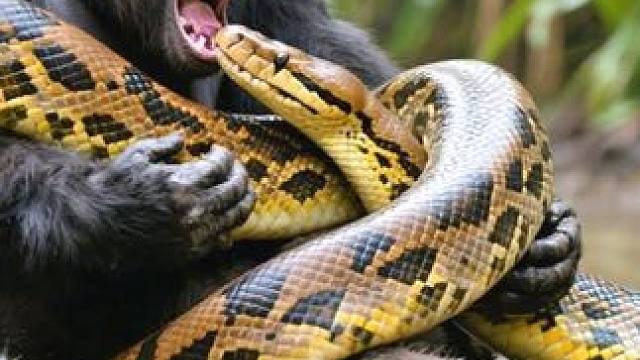 巨蟒攻击大猩猩企图勒死它，最后被大猩猩当辣条啃了 #大猩猩 #巨蟒 #蟒蛇 