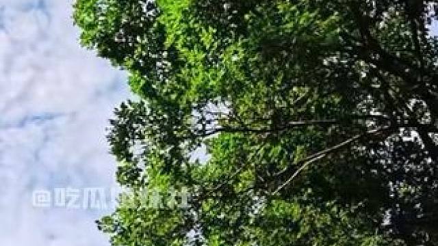 三伏天学会吃瓜 我们将分分钟掉秤#三伏天 #吃瓜 #减肥 #养生 #健康