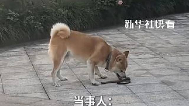 勇敢狗狗一口咬住蛇叼到外面狂甩，网友：它居然还知道咬七寸！
