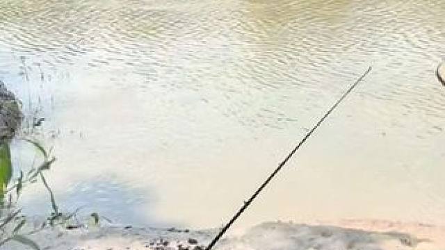 小伙钓到了一条大鳄雀鳝 #国外视频分享 #好大一条鱼 #钓鱼